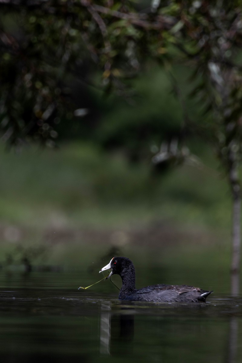 American Coot - ML622189636