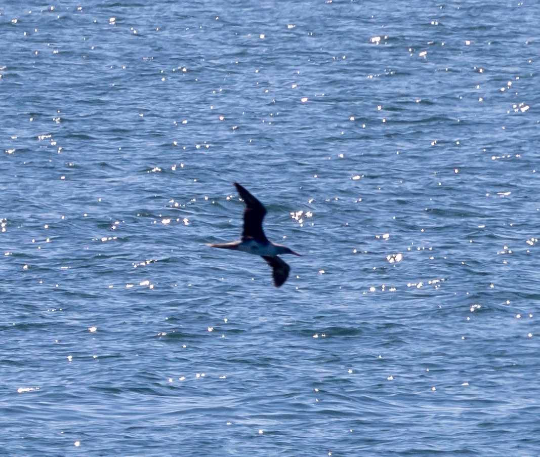 Red-footed Booby - ML622189652