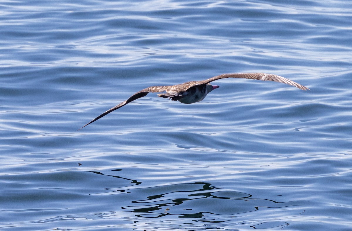 Red-footed Booby - ML622189653