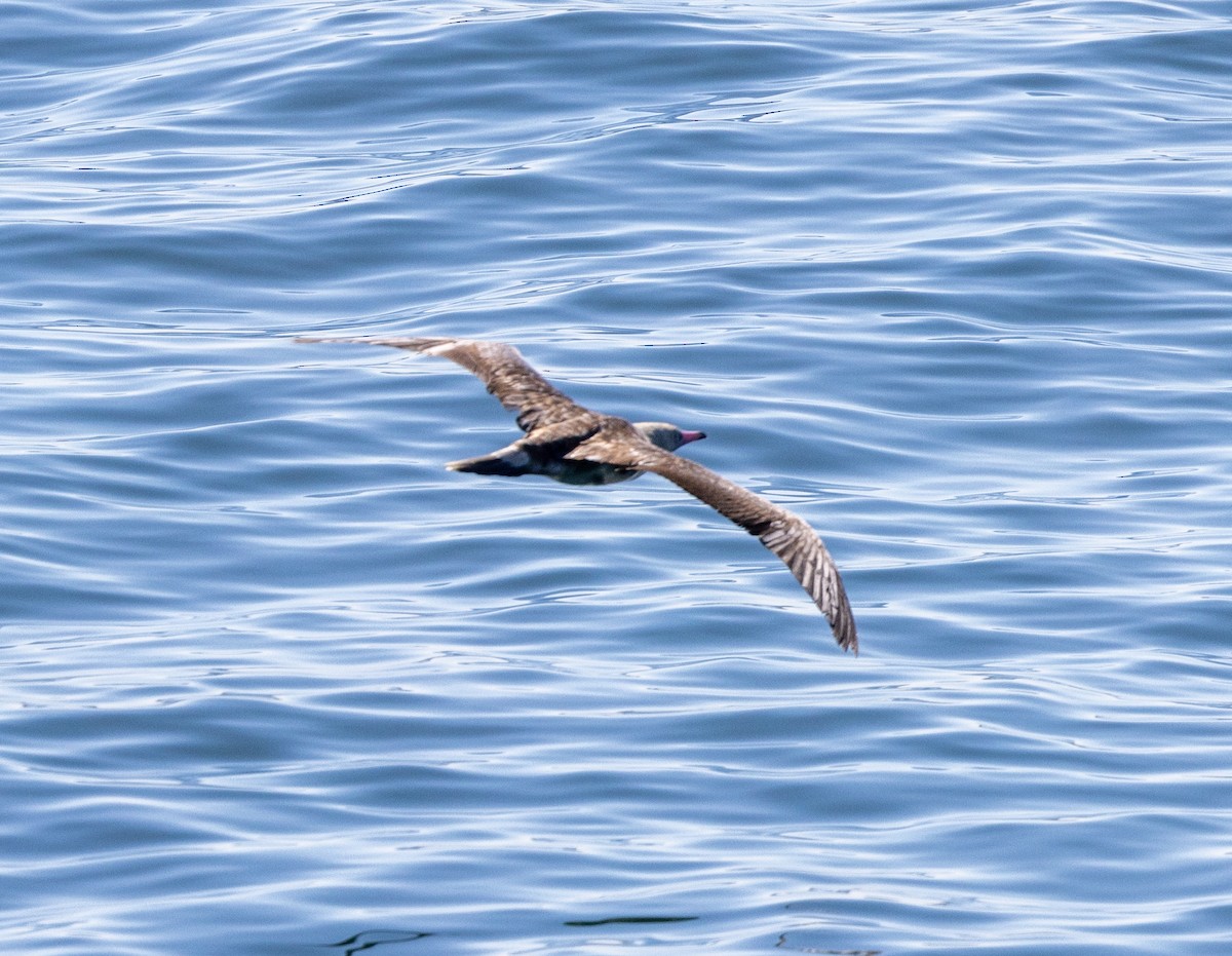 Red-footed Booby - Greg Harrington