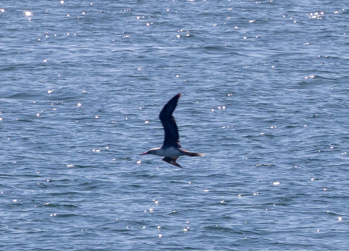 Red-footed Booby - ML622189655