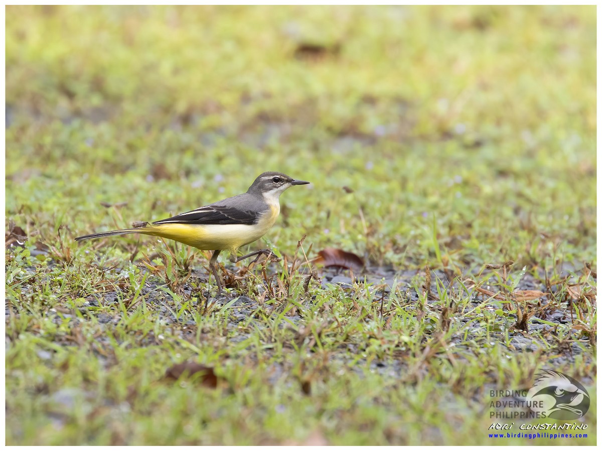 Gray Wagtail - ML622189691