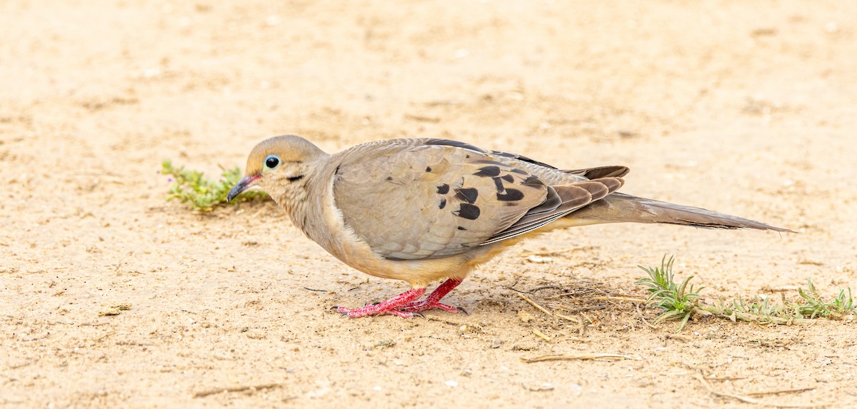 Mourning Dove - ML622189707