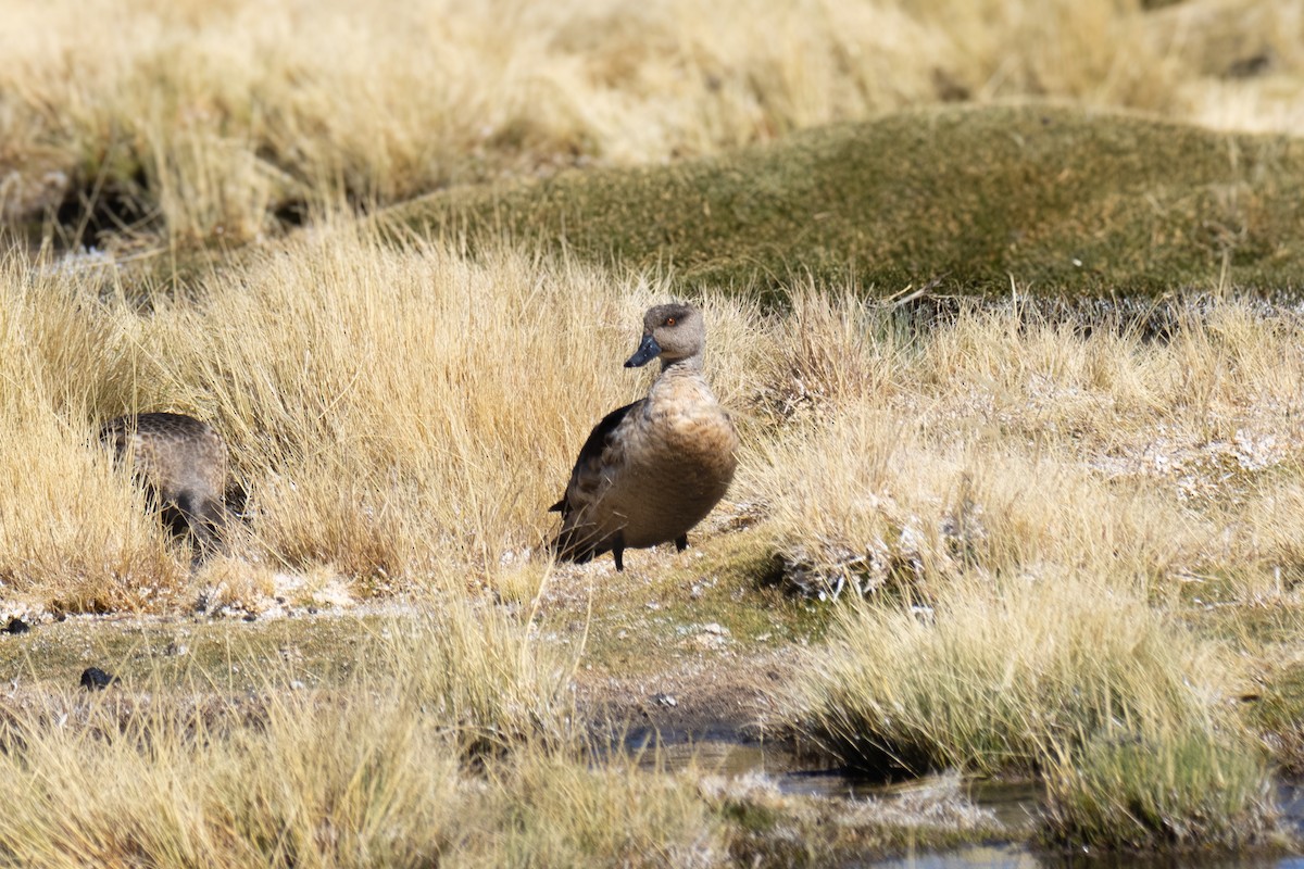 Crested Duck - ML622189714