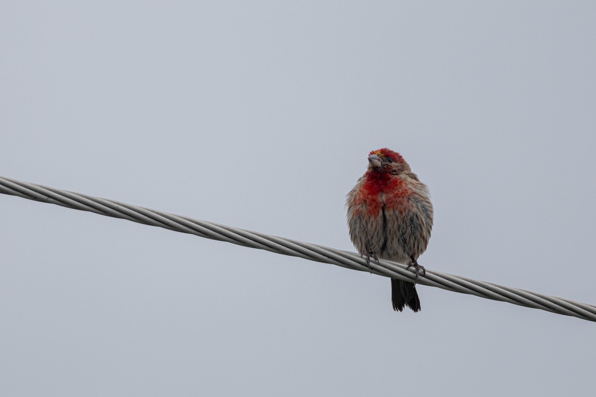 House Finch - ML622189733