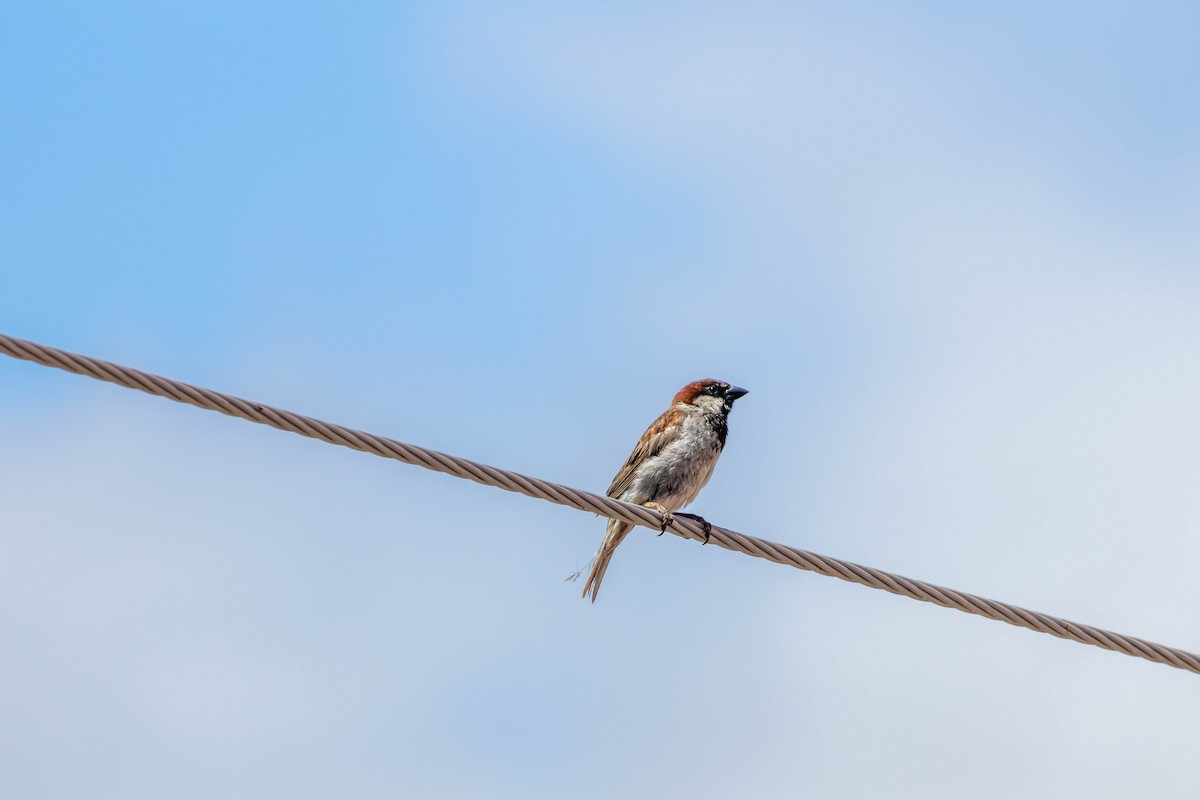 House Sparrow - ML622189748