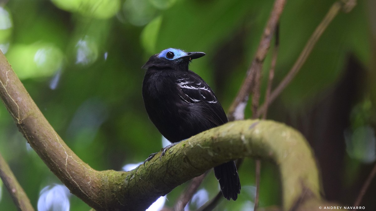 Bare-crowned Antbird - ML622189752