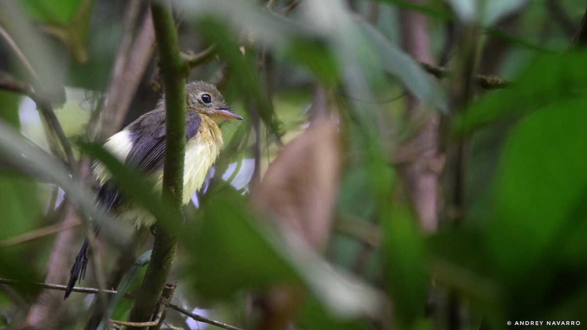 Black-tailed Flycatcher - ML622189759