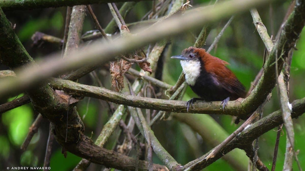 Black-bellied Wren - ML622189760