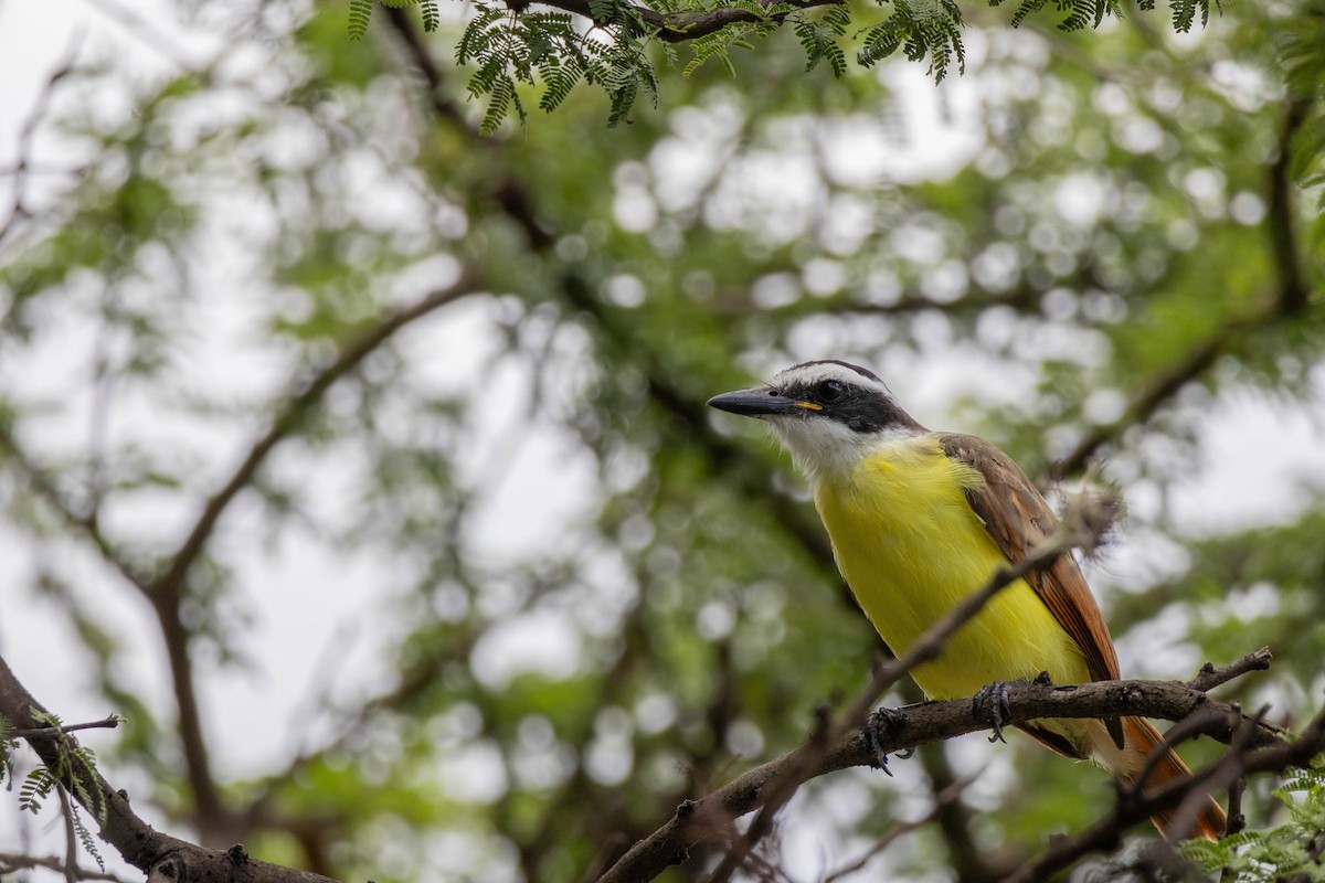 Great Kiskadee - Mauricio Ortiz