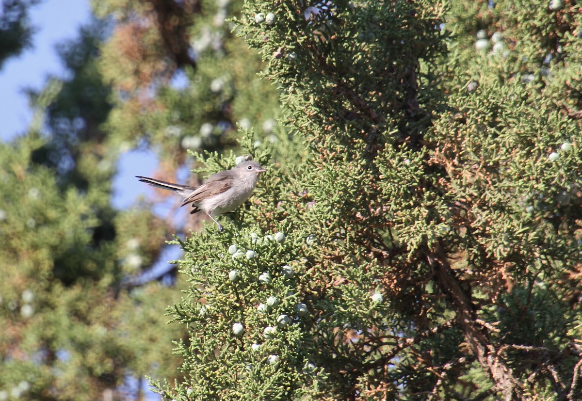 Blue-gray Gnatcatcher - ML622189780