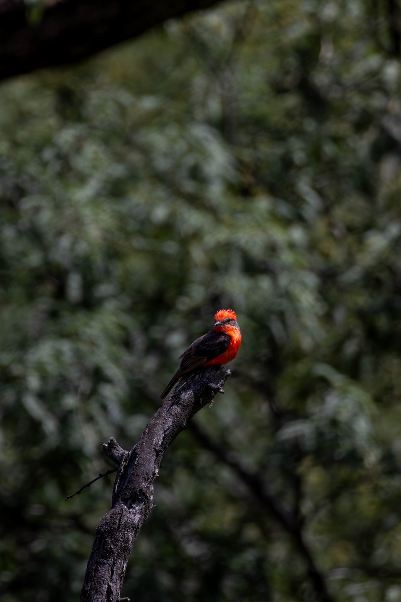 Vermilion Flycatcher - ML622189792