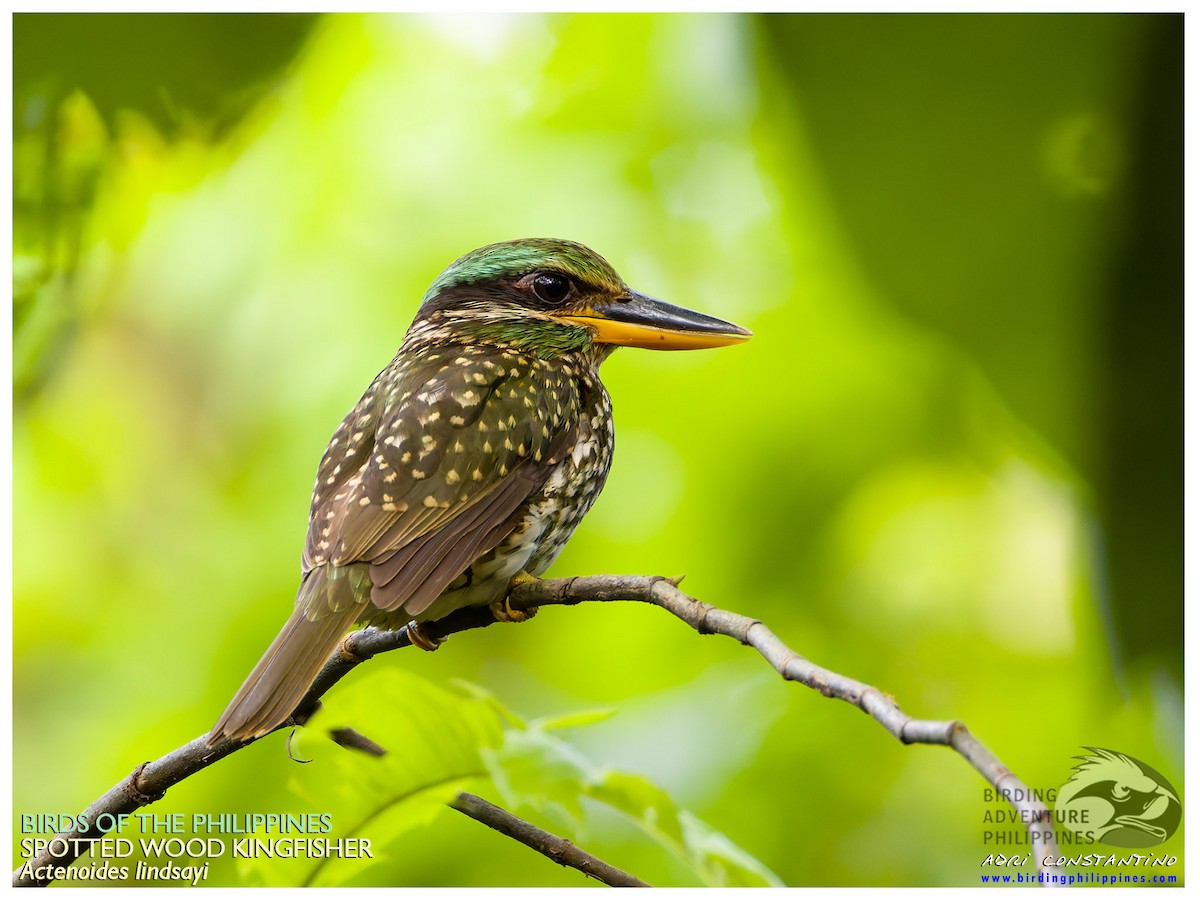 Spotted Kingfisher - ML622189833