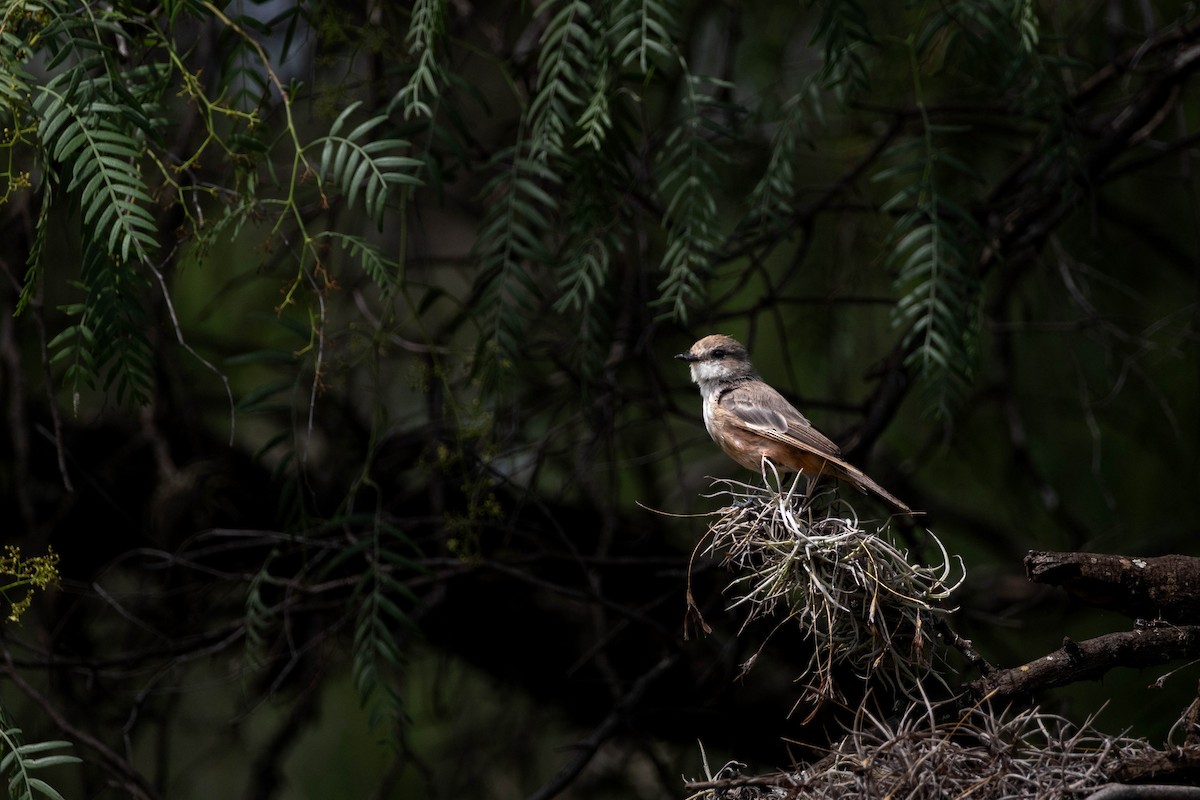 Vermilion Flycatcher - ML622189839