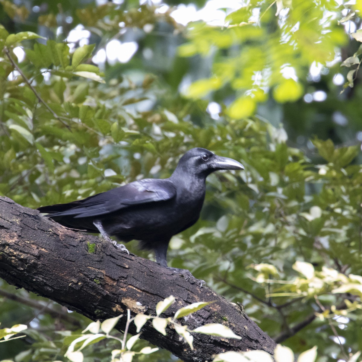 Philippine Jungle Crow - ML622189863