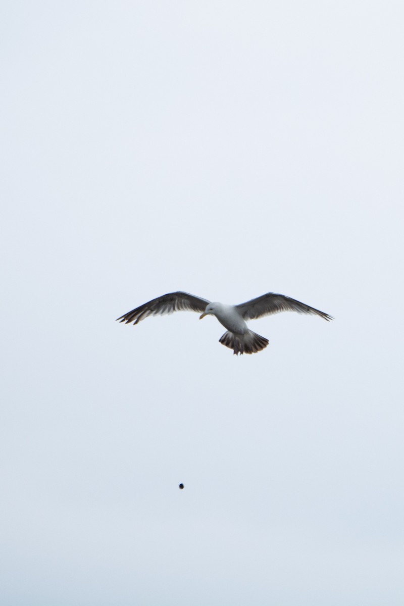 Herring Gull (American) - Sangam Paudel