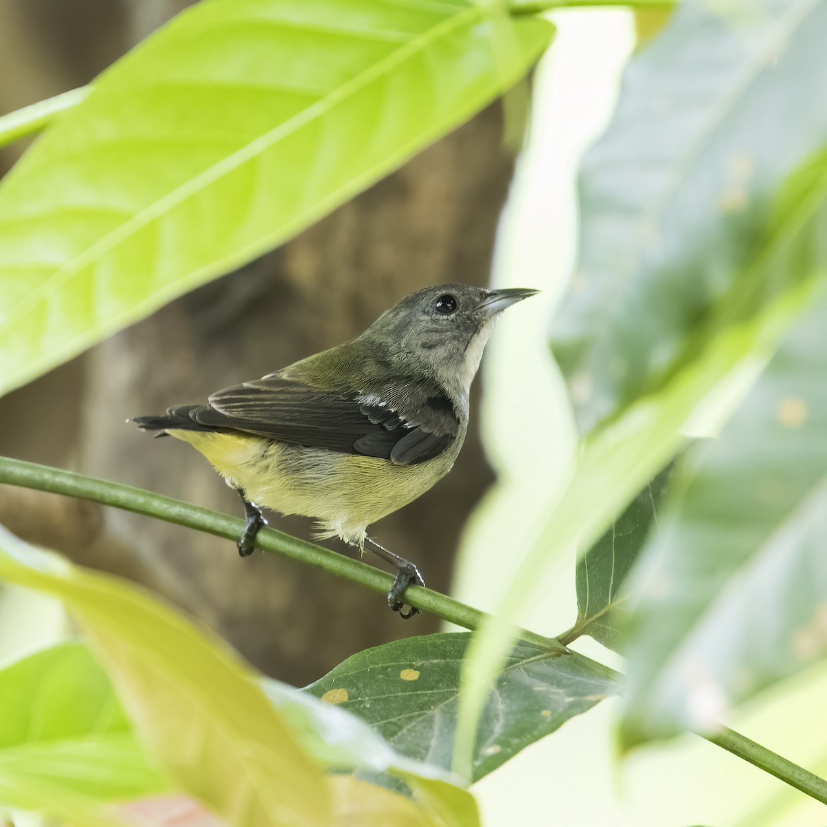 Pygmy Flowerpecker - ML622190045