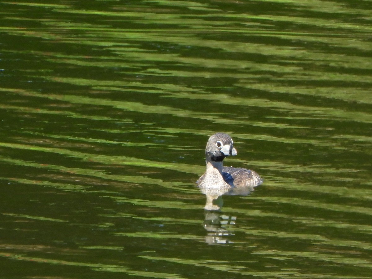 Pied-billed Grebe - ML622190047