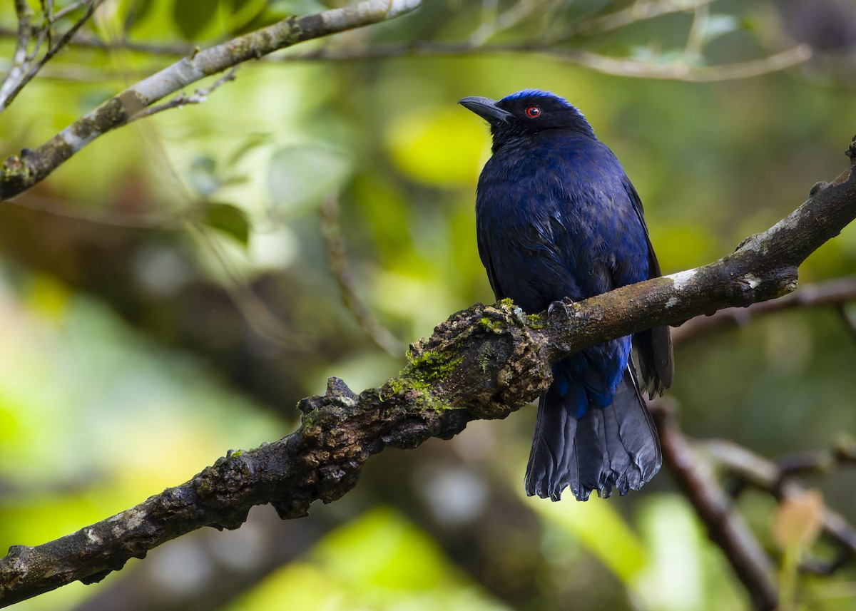 Philippine Fairy-bluebird - ML622190059