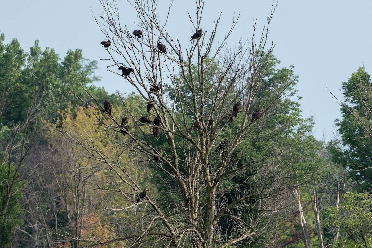 Turkey Vulture - ML622190081