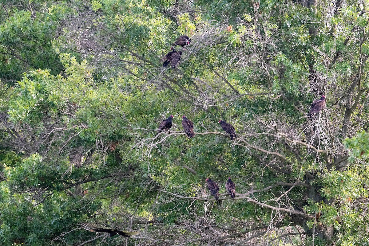 Turkey Vulture - ML622190098