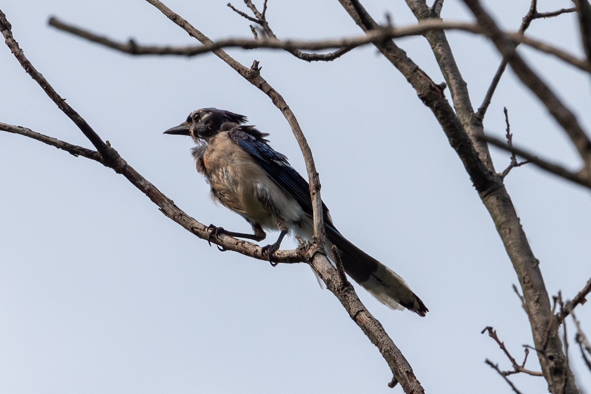Blue Jay - ML622190126