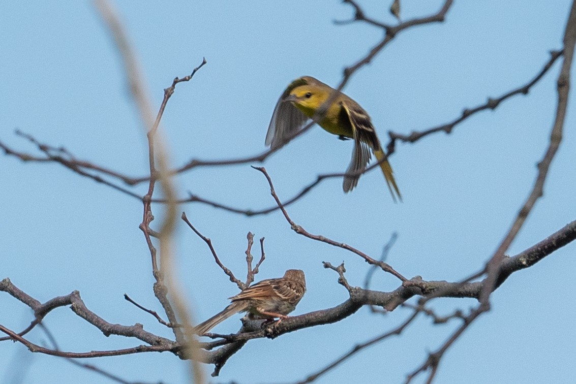 Orchard Oriole - ML622190132