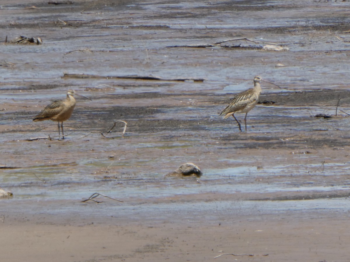 Long-billed Curlew - ML622190136