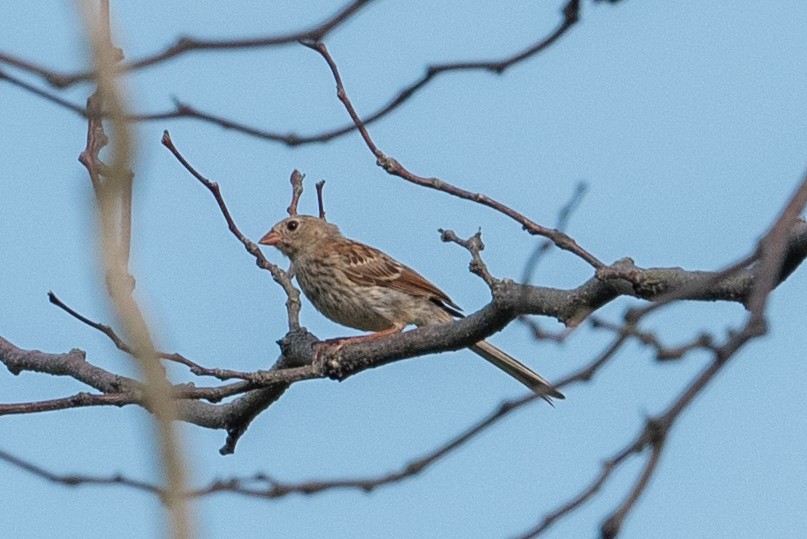 Field Sparrow - ML622190138