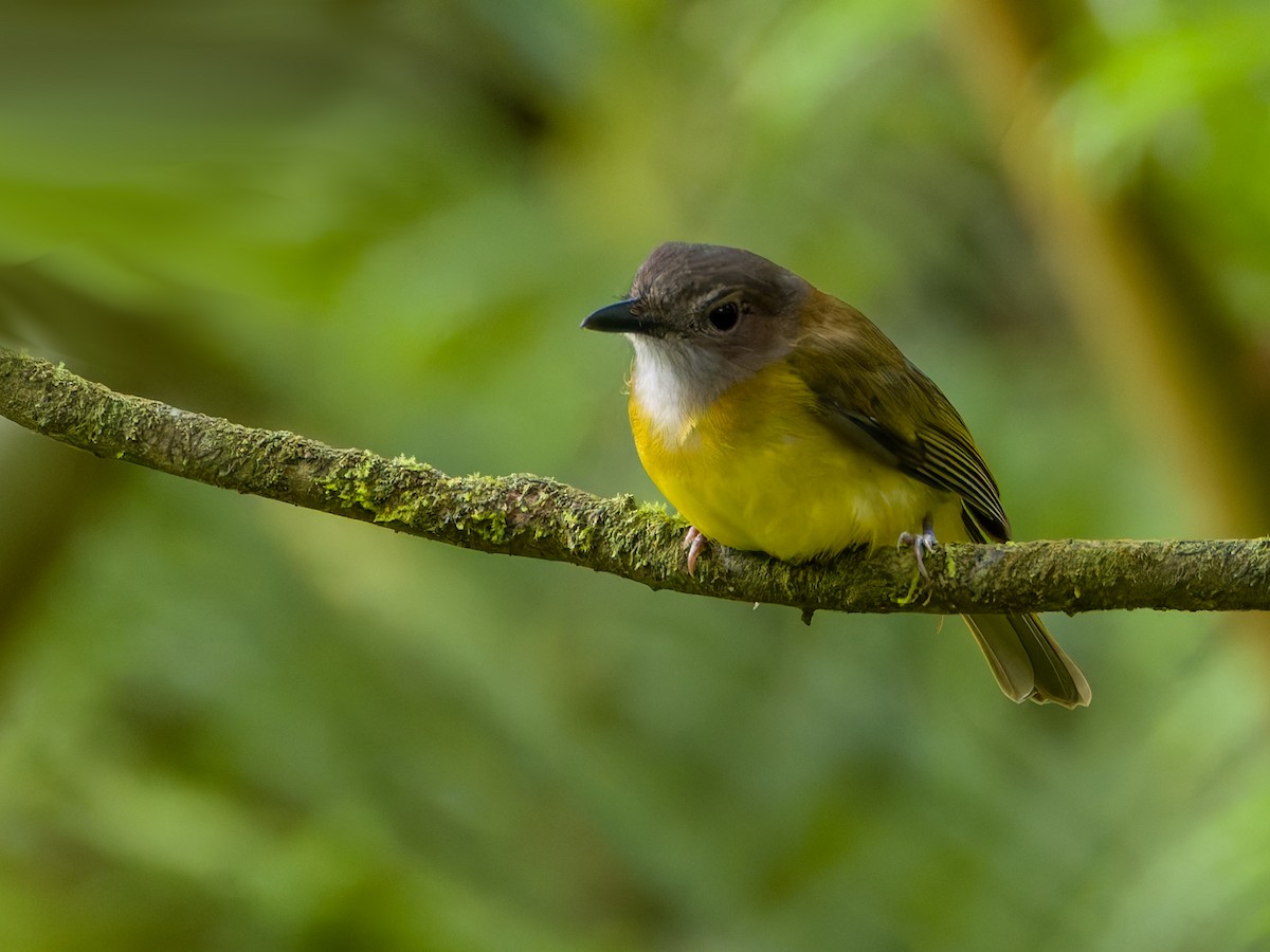 Yellow-bellied Whistler - ML622190139