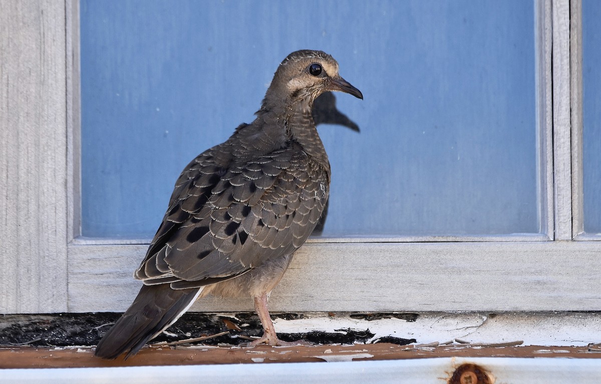 Mourning Dove - ML622190146