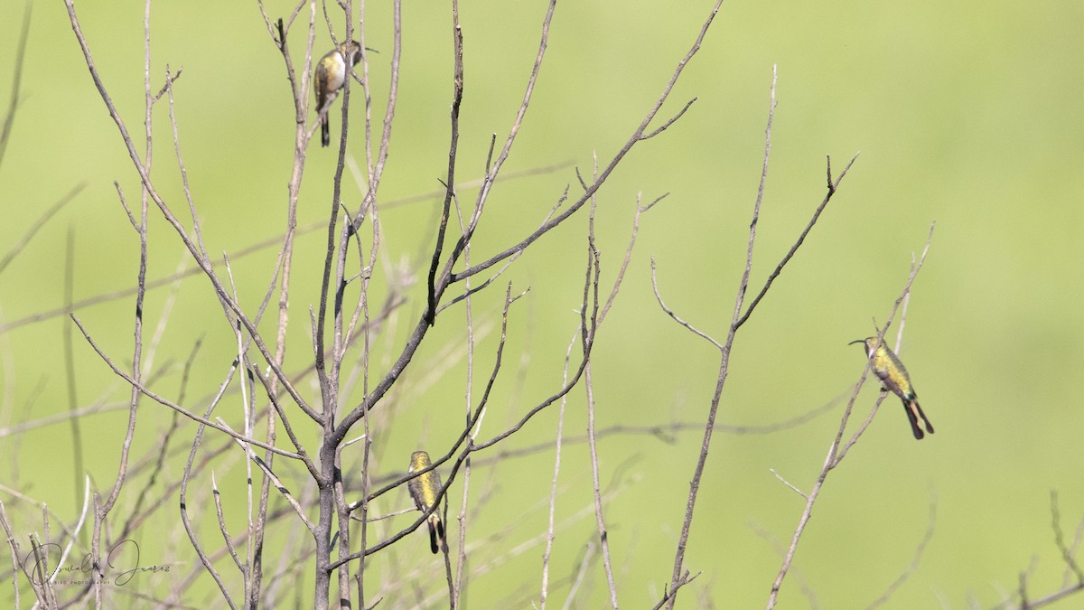 Mexican Sheartail - ML622190150