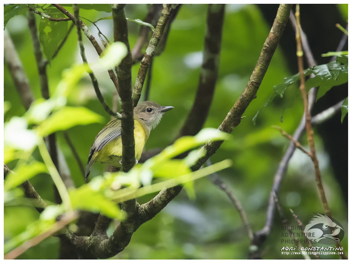 Yellow-bellied Whistler - ML622190165