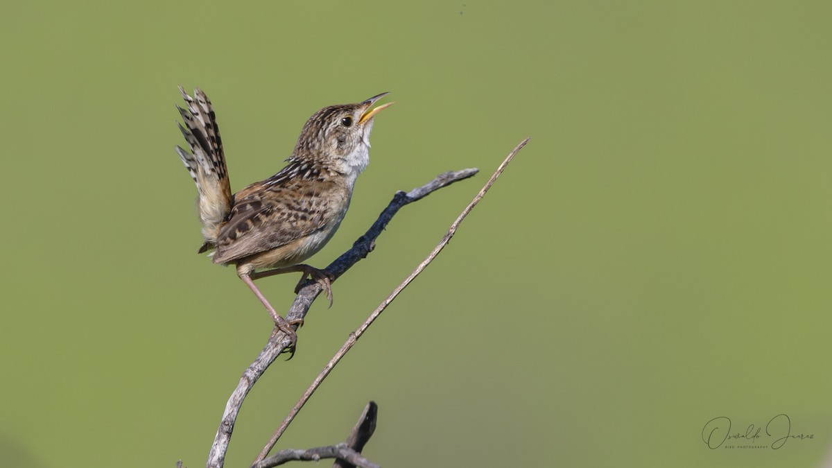 Grass Wren - ML622190176