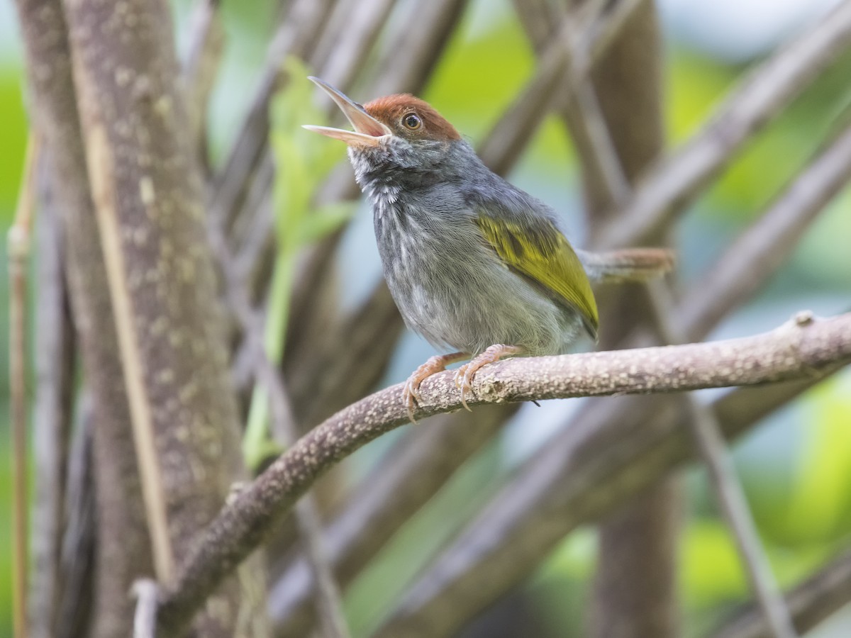 Gray-backed Tailorbird - ML622190204