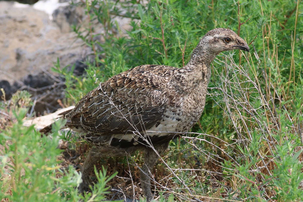 Beifußhuhn - ML622190222