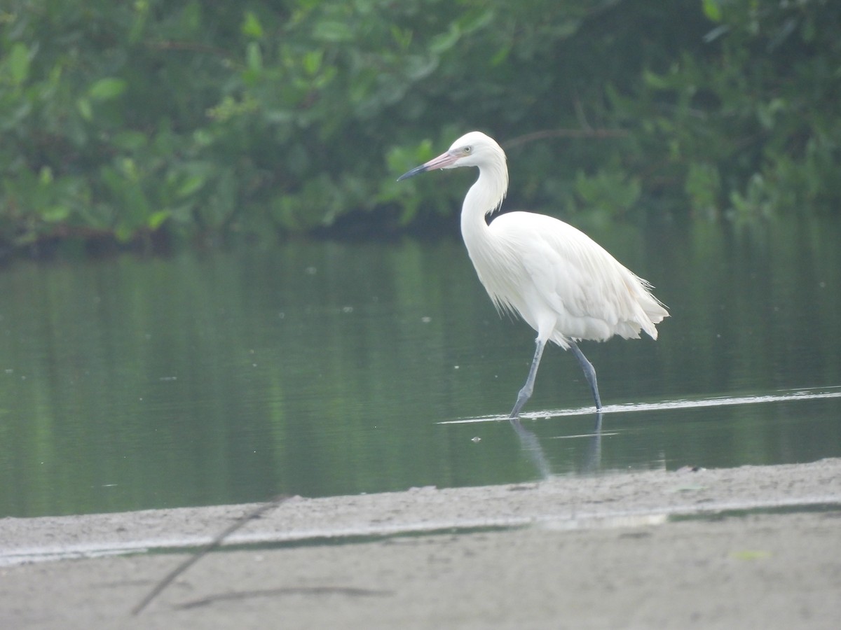 Reddish Egret - Leandro Niebles Puello