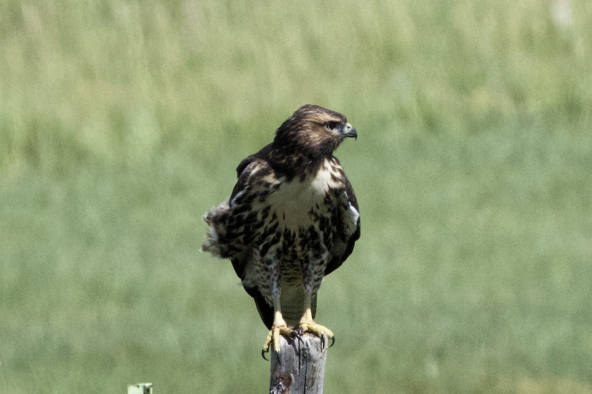 Red-tailed Hawk - ML622190236