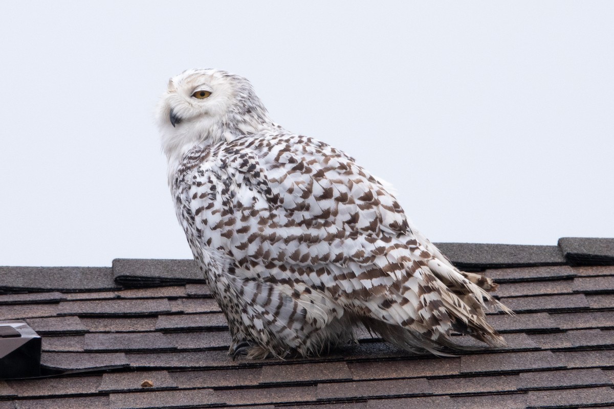 Snowy Owl - ML622190238