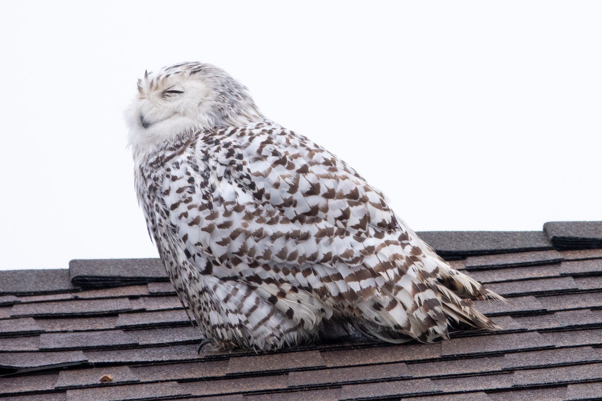 Snowy Owl - ML622190239