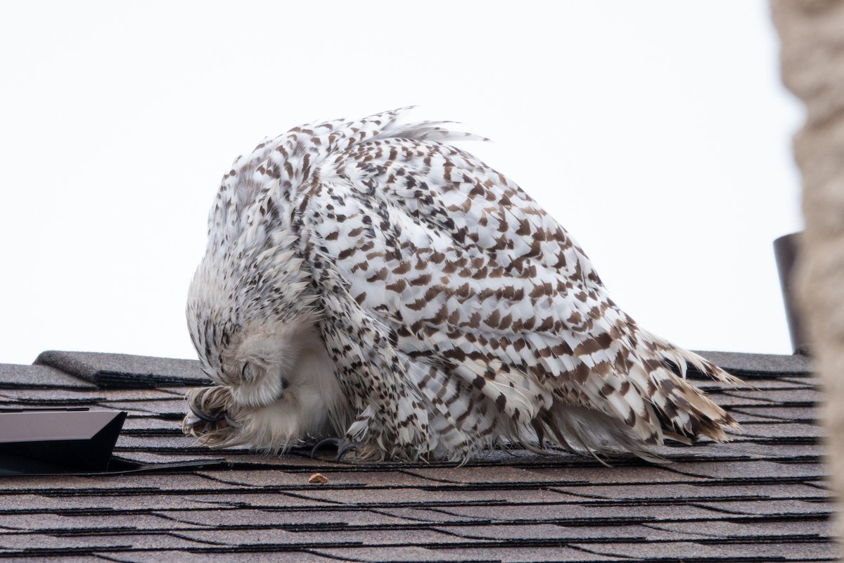 Snowy Owl - ML622190240
