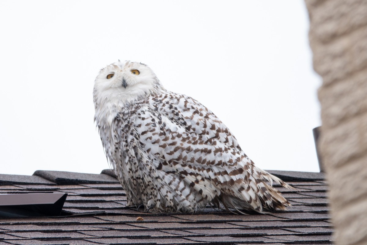 Snowy Owl - ML622190242