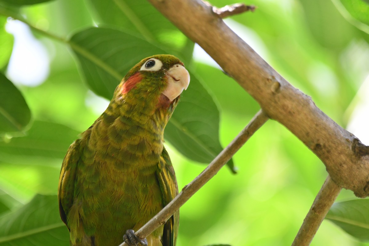 Sulphur-winged Parakeet - Agustin Mora