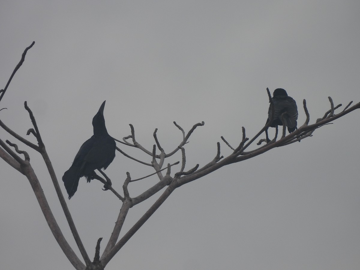 Great-tailed Grackle - Leandro Niebles Puello