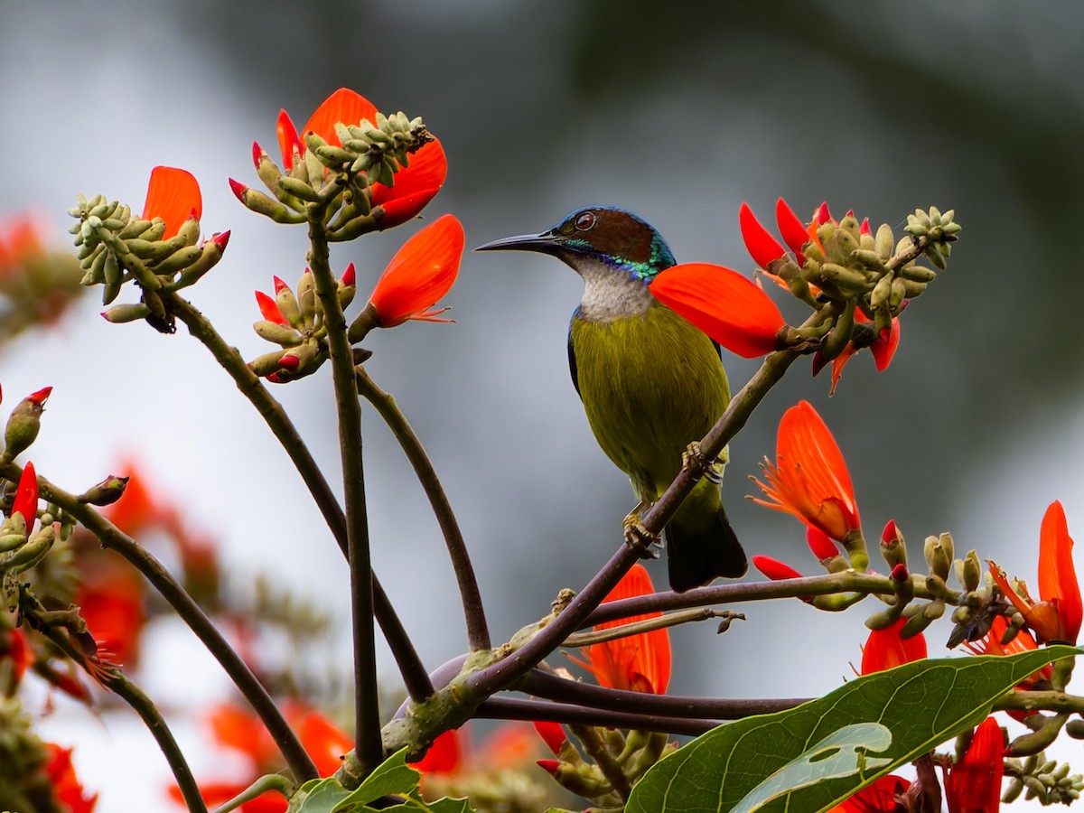 Gray-throated Sunbird - ML622190253