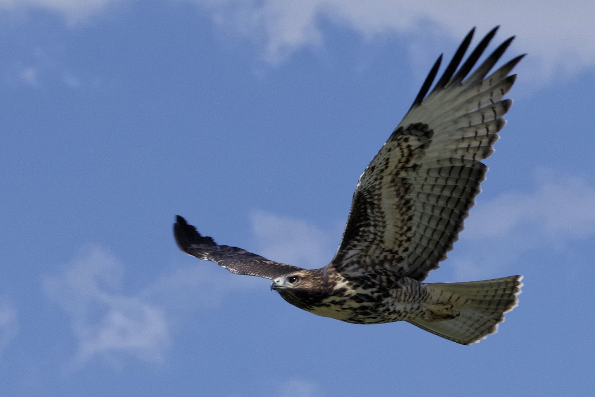 Red-tailed Hawk - ML622190258