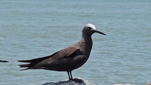 インドヒメクロアジサシ - ML622190285