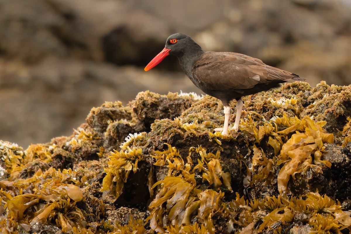 Blackish Oystercatcher - ML622190332