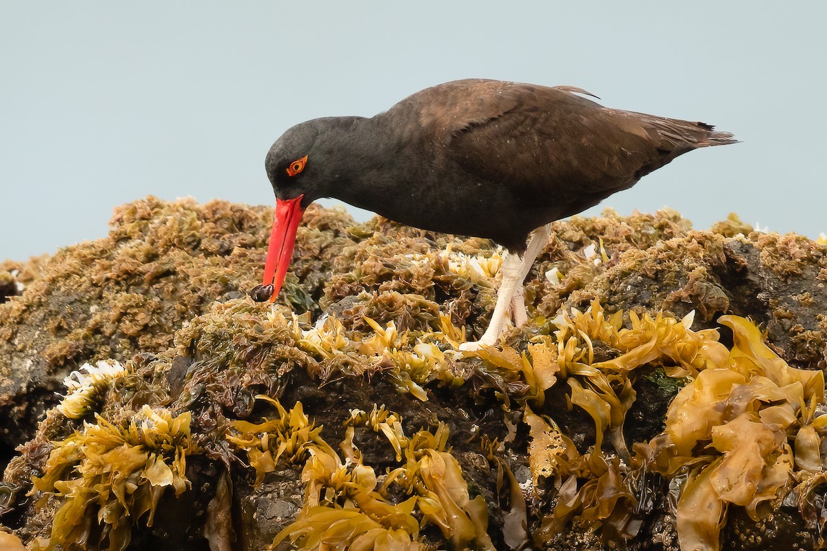 Blackish Oystercatcher - ML622190333