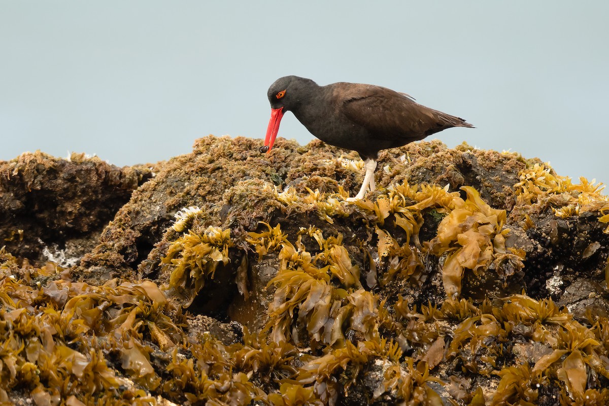 Blackish Oystercatcher - ML622190334